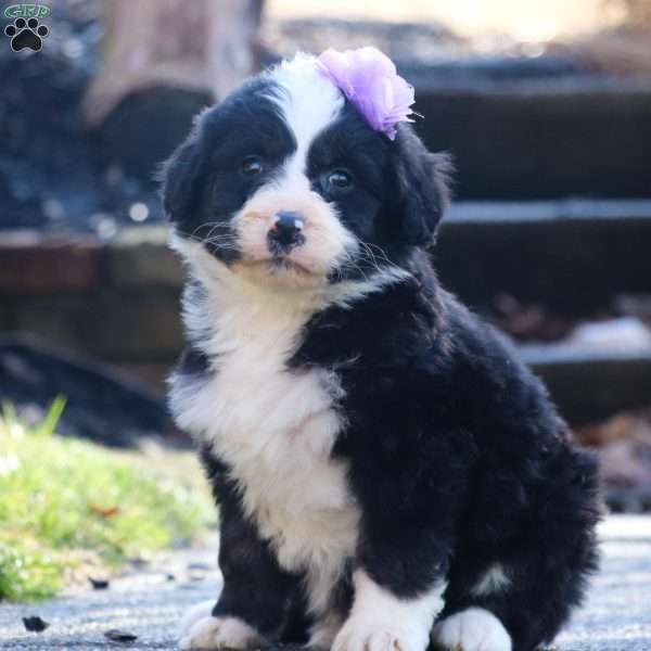 Bree, Bernedoodle Puppy